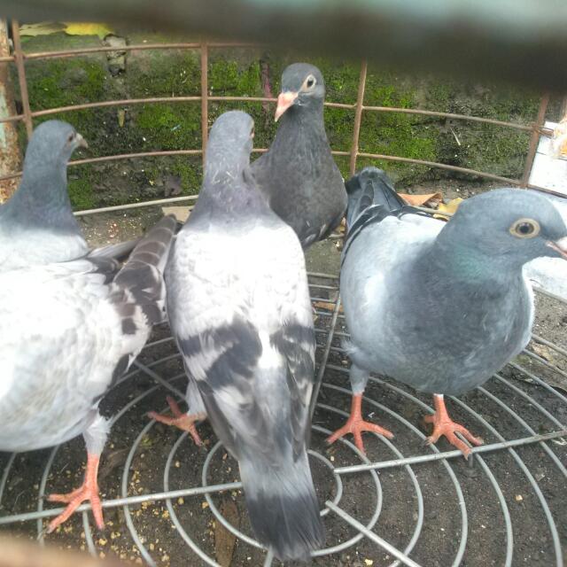 Burung Merpati Pos Racing Pet Supplies Food On Carousell