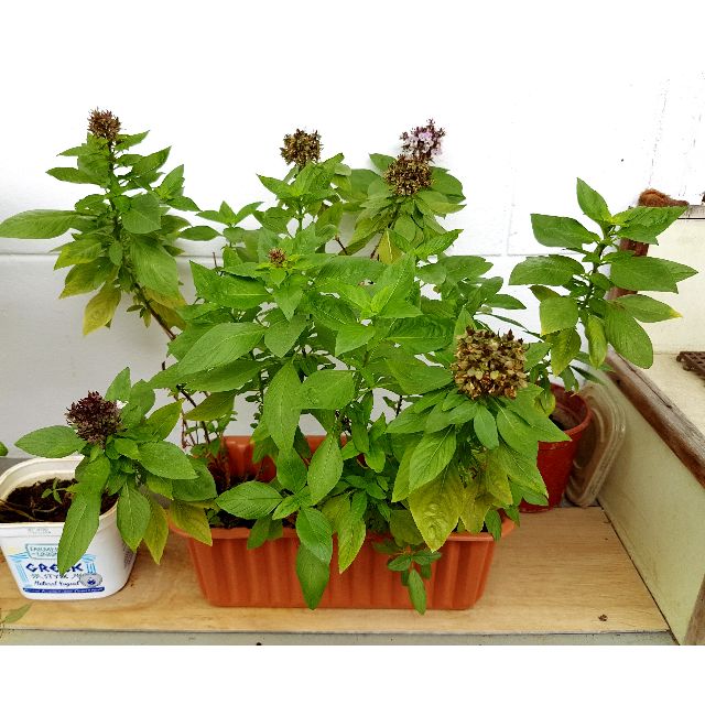 Thai Basil plant, Furniture & Home Living, Gardening, Plants & Seeds on