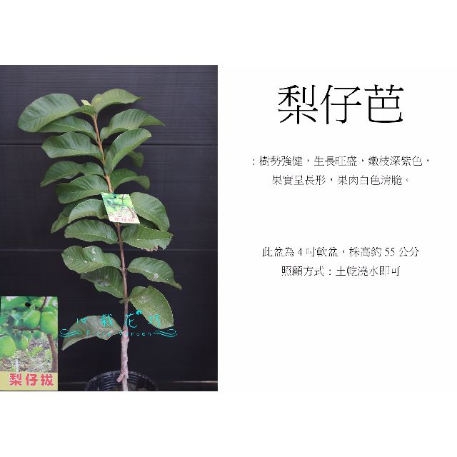 心栽花坊-梨仔拔/梨仔芭樂/4吋/嫁接苗/芭樂品種/售價160特價140, 家具及居家用品, 園藝, 植物及種子在旋轉拍賣