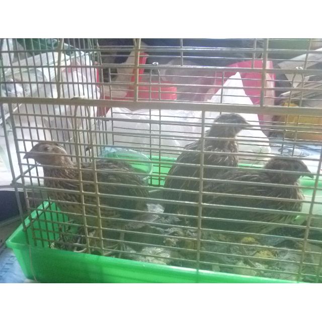 Quail Chicks For Sale On Carousell