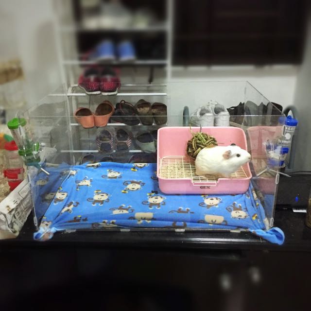 acrylic guinea pig cage