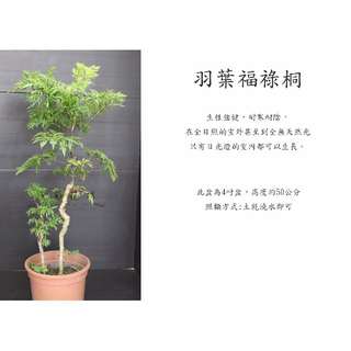 由 floragarden2017 (刊登 ID 74201130，圖片 1) 提交，位於 的 (類別：)，說明：。