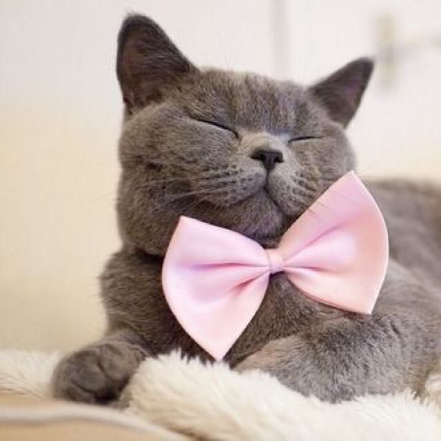 Bow Ties For Pets Bow Tie For Cats Bow Tie For Dogs Pet