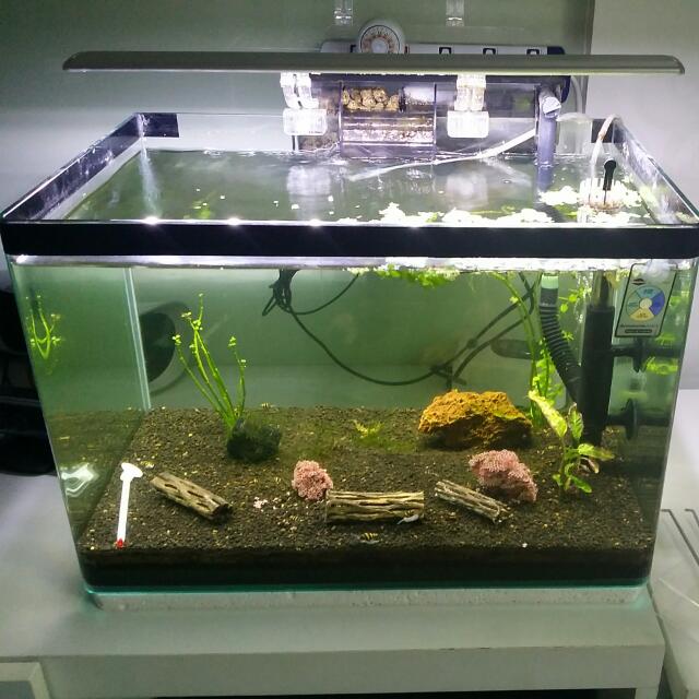 Ocean Free 50Cm Fish Tank With Accessories, Pet Supplies, Homes & Other Pet  Accessories On Carousell