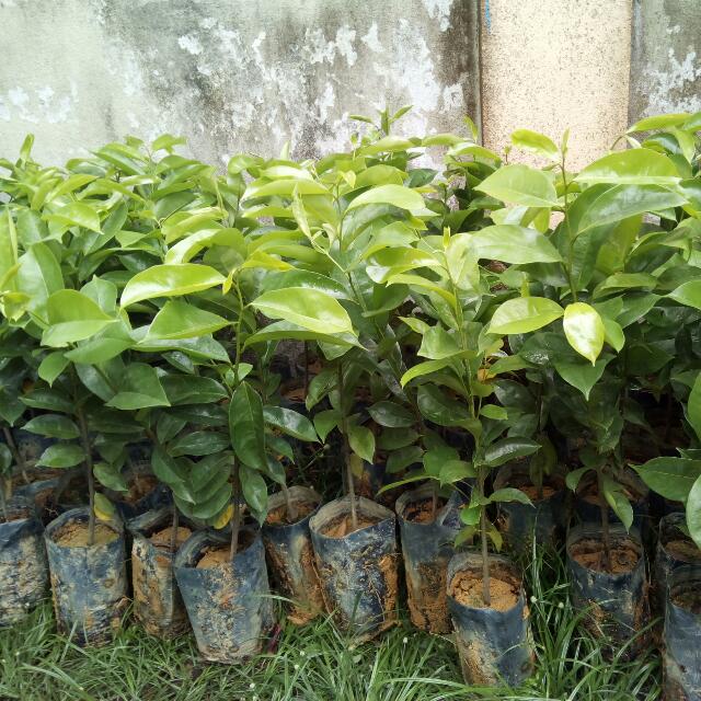 86+ Gambar Akar Durian Belanda Paling Hist 86+ Gambar Akar Durian Belanda Paling Hist
