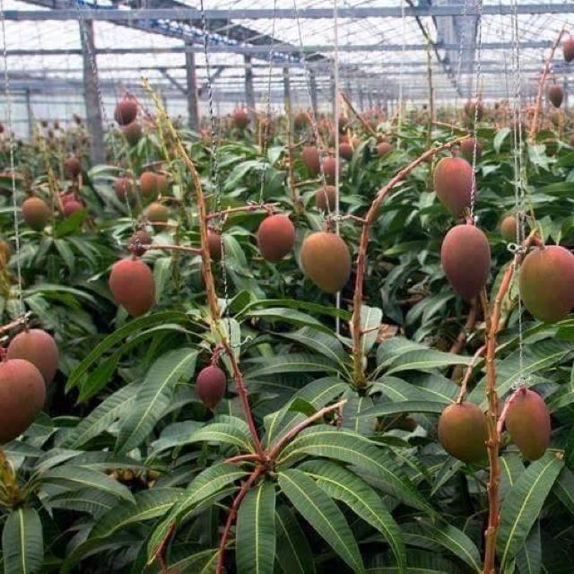 Pokok Hybrid Tanam Dalam Pasu Everything Else Others On Carousell