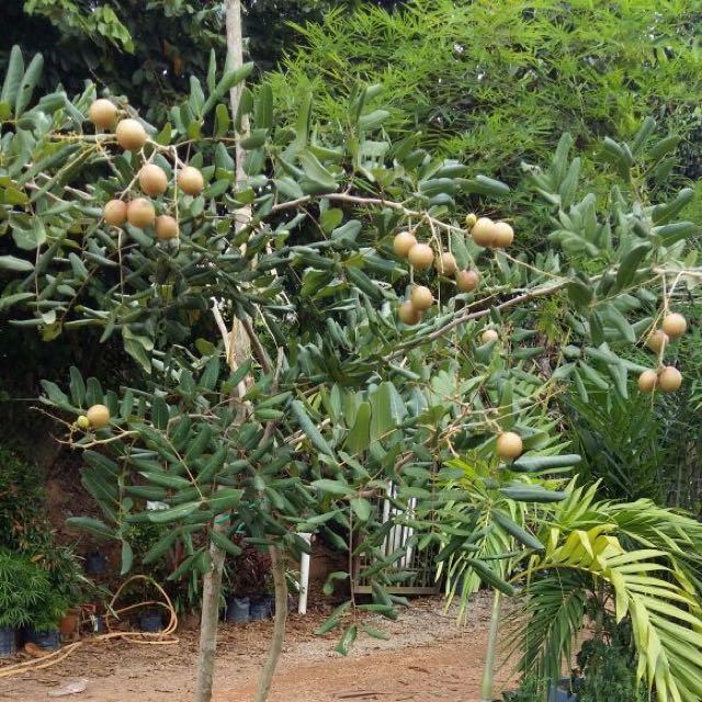 Pokok Hybrid Tanam Dalam Pasu Everything Else Others On Carousell