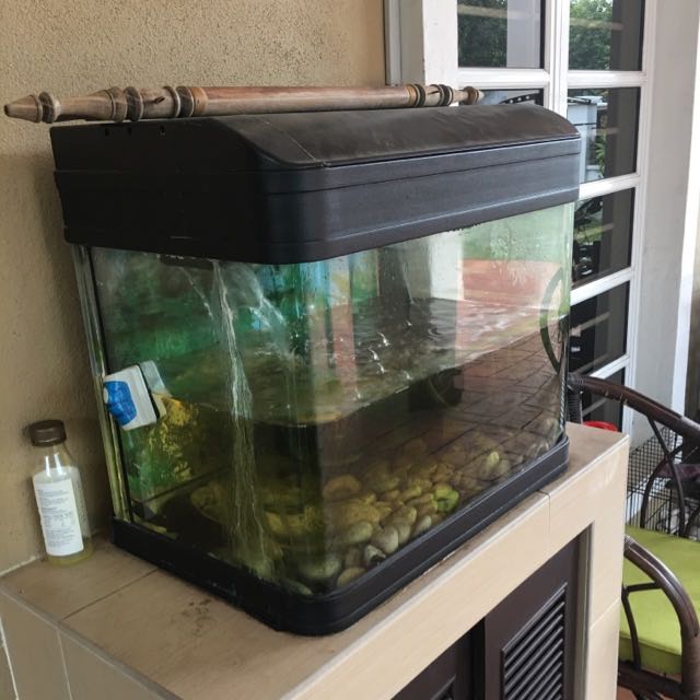 Aquarium Solid, Pet Supplies, Homes & Other Pet Accessories on Carousell