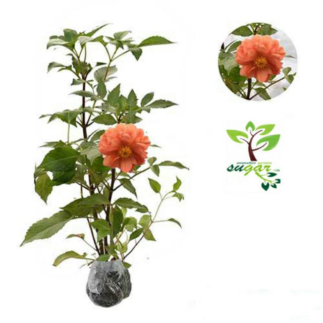 Tanaman Bunga Dahlia Mini Orange Import Perkebunan Di Carousell