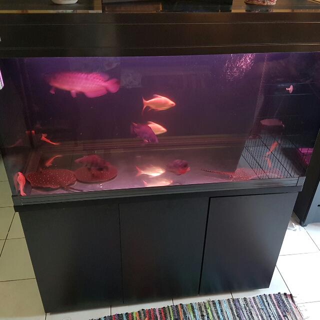 Fish Tank 4ft with Cabinet and Canister Price Reduced Pet
