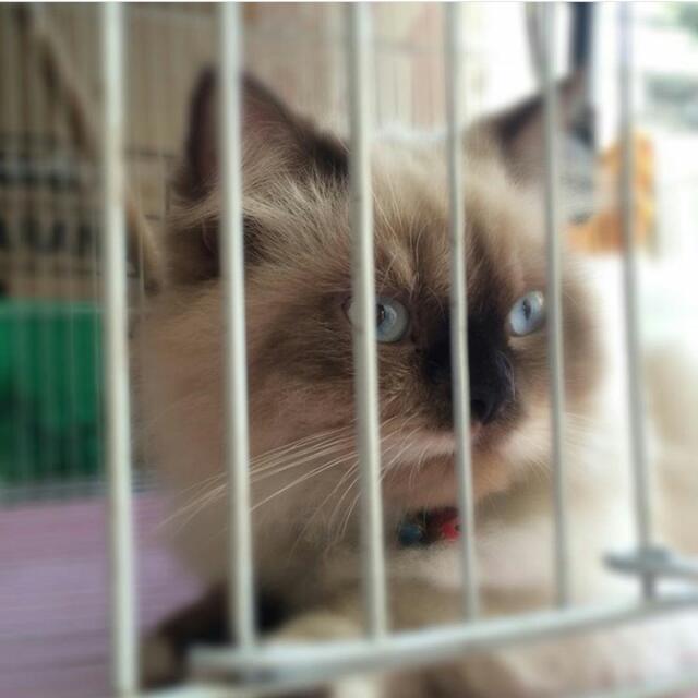 Persia Himalaya Umur 10 Bulan Pet Supplies Food On Carousell