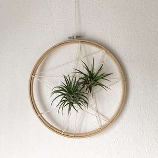 Airplant Holder