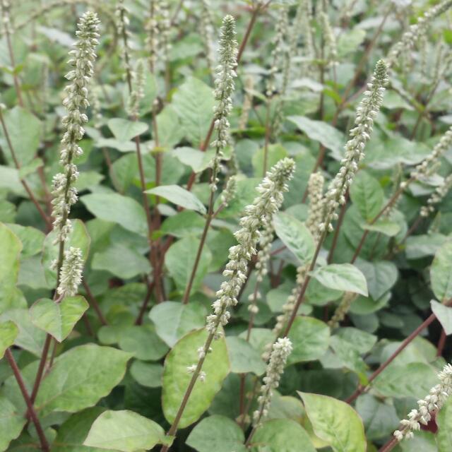 achyranthes aspera