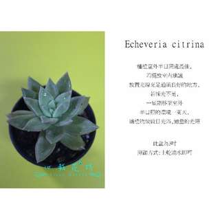由 floragarden2017 (刊登 ID 76984711，圖片 1) 提交，位於 的 (類別：)，說明：。
