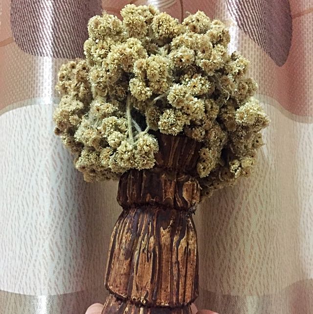 Bunga Edelweiss Preserved Perkebunan Di Carousell
