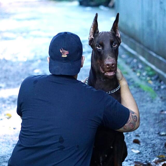 Topi Dan Kaos Anjing Doberman Community On Carousell