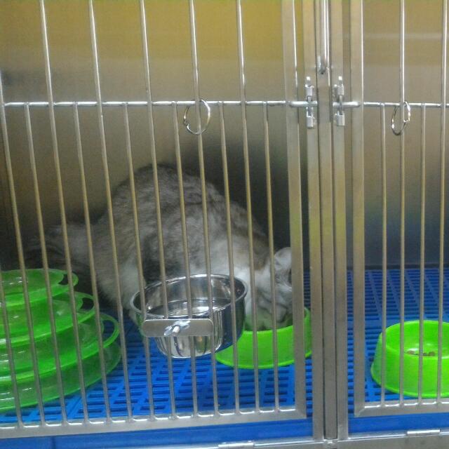 Cat boarding sales kota damansara