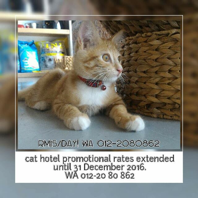 Cat Hotel/Boarding In KOTA DAMANSARA, Pet Supplies, Pet 