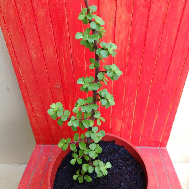 多肉植物 銀杏木 別名 馬齒莧樹 5吋盆栽 居家生活 園藝在旋轉拍賣