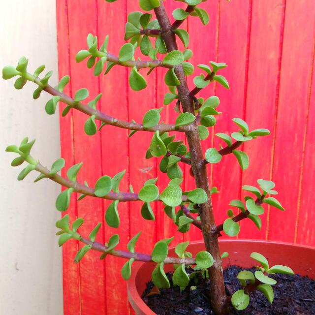 多肉植物 銀杏木 馬齒莧樹 5吋盆栽 居家生活 園藝在旋轉拍賣