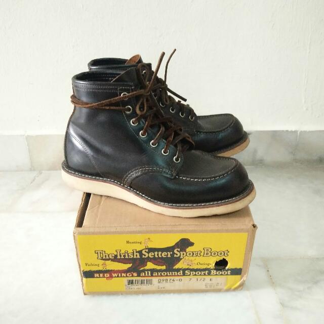 irish setter 9874