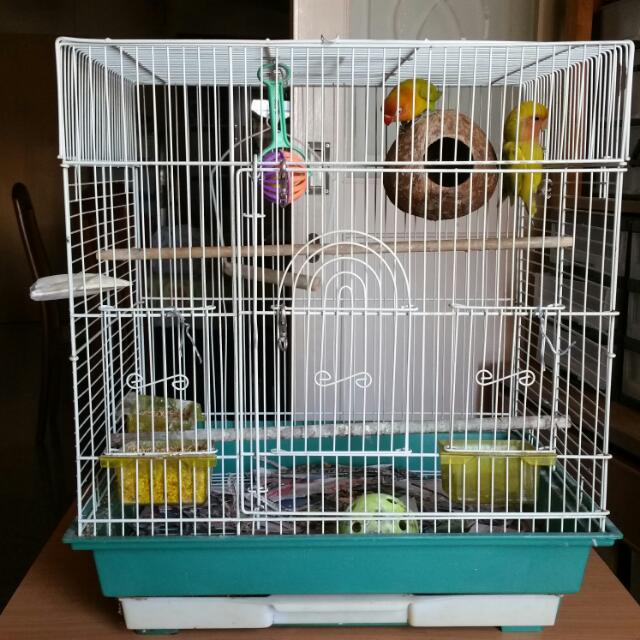 Bird Cage for Lovebirds, Pet Supplies, Homes & Other Pet Accessories on Carousell