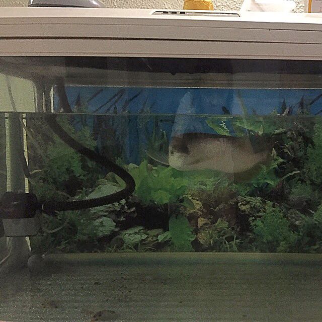 rush sale silver arowana with free fish tank, Pet Supplies, Homes & Other Pet  Accessories on Carousell