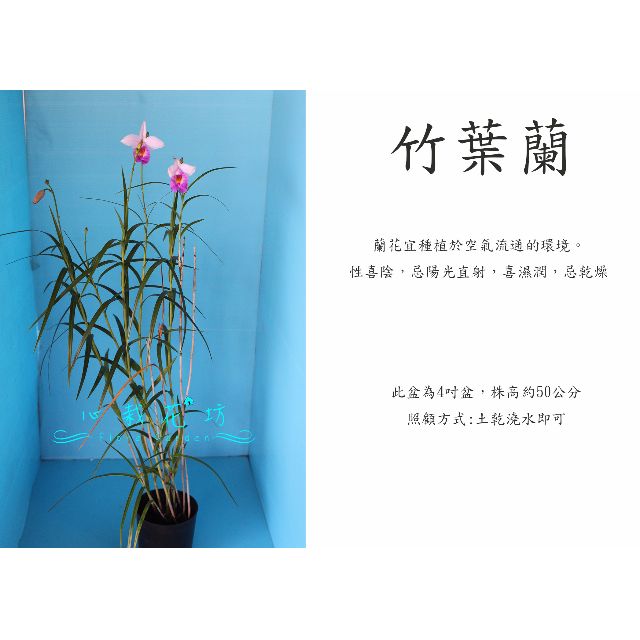 心栽花坊 竹葉蘭 蘭花 蝴蝶蘭 原生蘭 售價300特價250 居家生活 園藝在旋轉拍賣