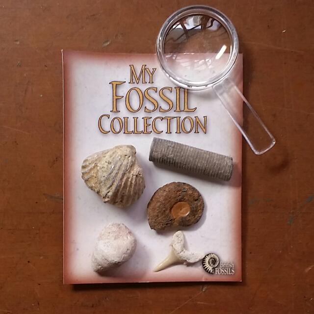 Fossil Collection Starter Kit Ammonite Crinoid Brachiopod Gastropod