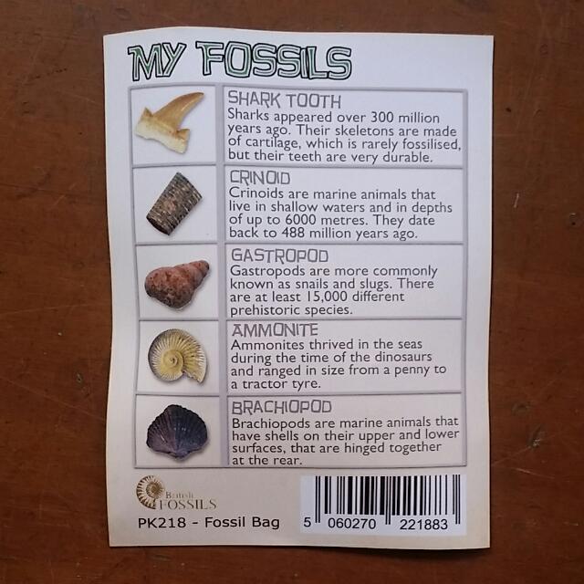 Fossil Collection Starter Kit Ammonite Crinoid Brachiopod Gastropod