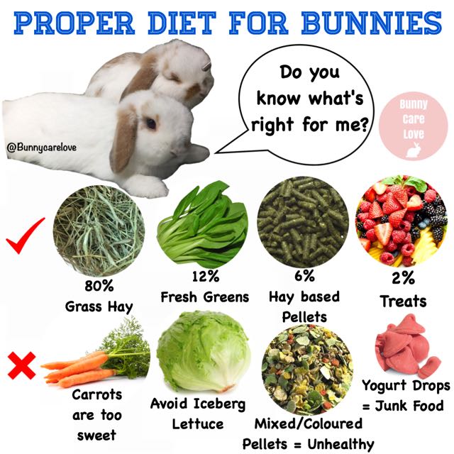 Proper Rabbit Diet, Bulletin Board on Carousell