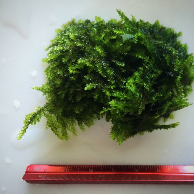 Aquatic Moss, Furniture & Home Living, Gardening, Plants & Seeds on ...