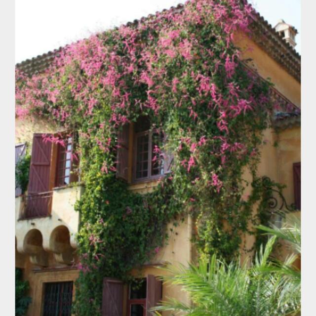 Pokok Air Mata Pengantin Antigonon Leptopus Coral Vine Everything Else Others On Carousell