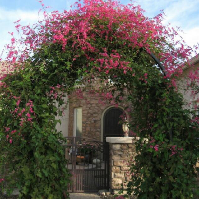 Pokok Air Mata Pengantin Antigonon Leptopus Coral Vine Everything Else Others On Carousell