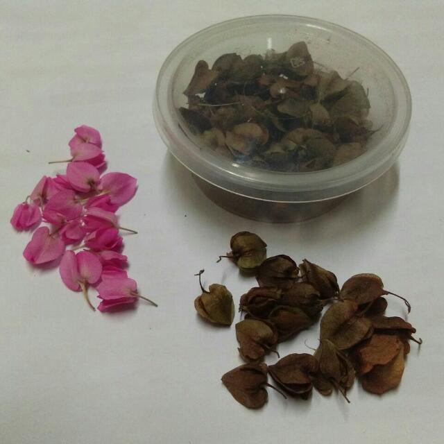 Pokok Air Mata Pengantin Antigonon Leptopus Coral Vine Everything Else Others On Carousell