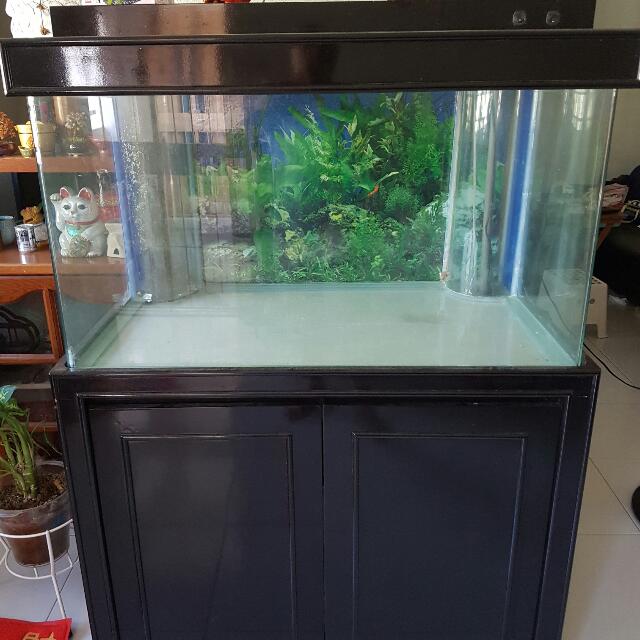 3ft store fish tank