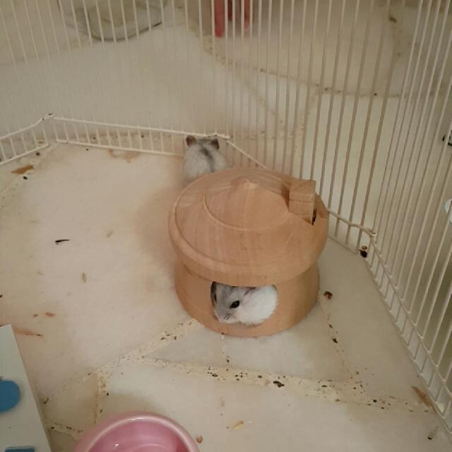 Small Animal Boarding, Pet Supplies, Homes & Other Pet Accessories on