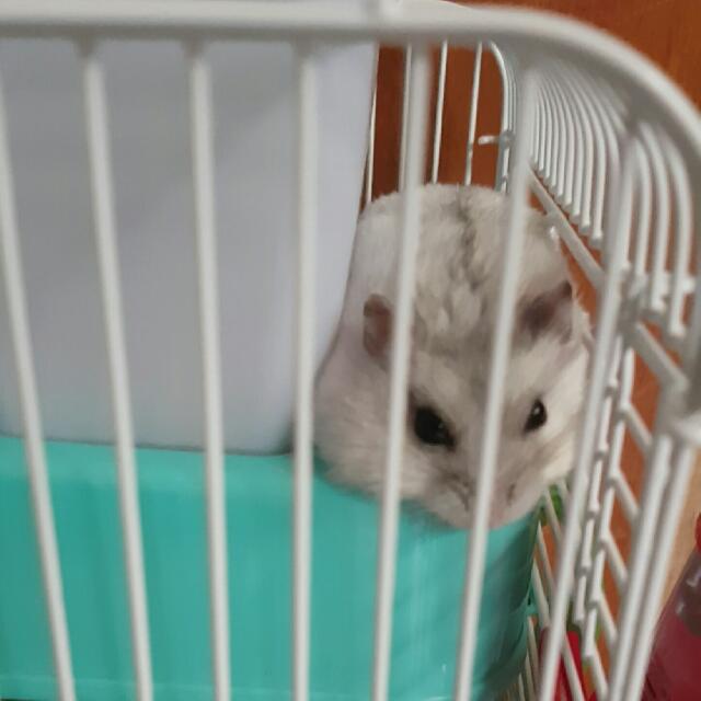 Small Animal Boarding, Pet Supplies, Homes & Other Pet Accessories on