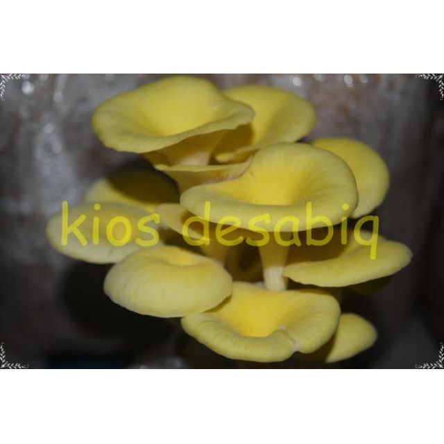 Bibit Jamur Tiram F2 Kuning Siap Tanam Perkebunan Di Carousell