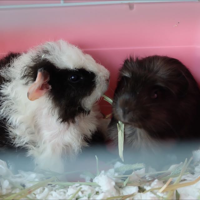 3 month 2025 old guinea pig