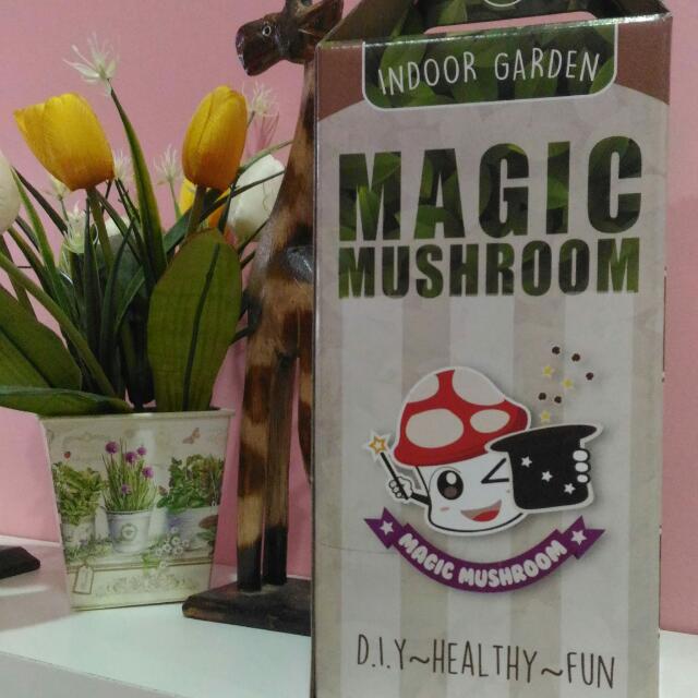 Magic Mushroom, Looking For on Carousell