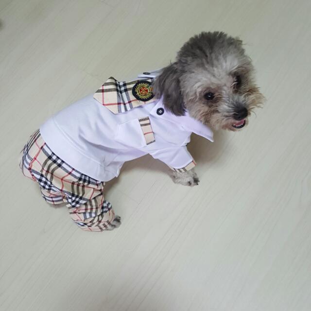 Burberry sale pet accessories