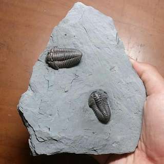 (Category: ) located in . Submitted by wonderstone (Listing ID 81909568, Image 1). Description: .