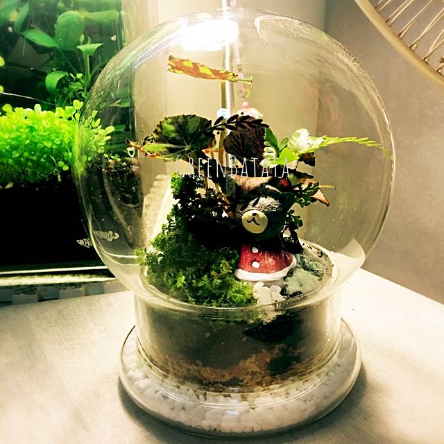 Price Dropped Begonia Terrarium Furniture Home Living Gardening Plants Seeds On Carousell