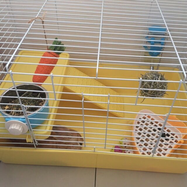 Netherland dwarf cage outlet
