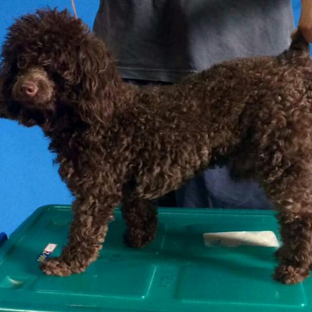 Chocolate Choco Brown Toy Poodle Stud