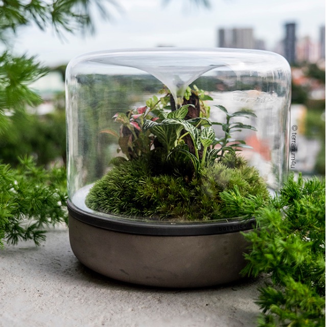 Moss Terrarium Garden of Eden, Furniture & Home Living, Gardening
