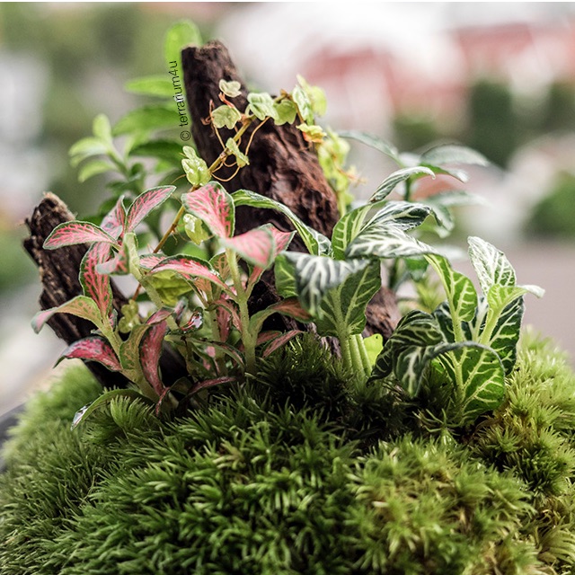 Moss Terrarium Garden of Eden, Furniture & Home Living, Gardening