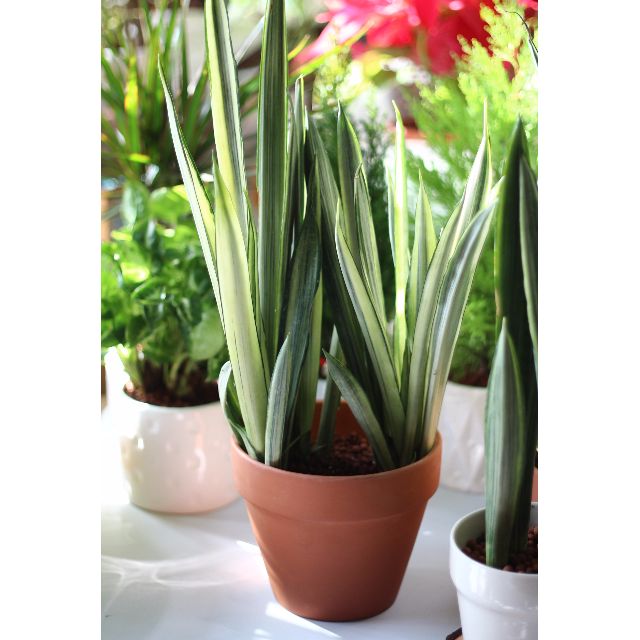 Potted Sansevieria "Bantel's Sensation" (Mother-in-laws ...