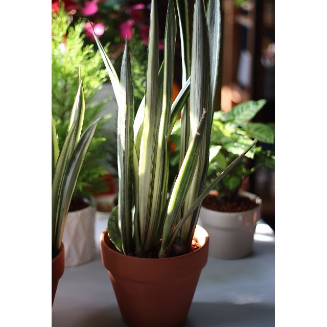 Potted Sansevieria "Bantel's Sensation" (Mother-in-laws ...